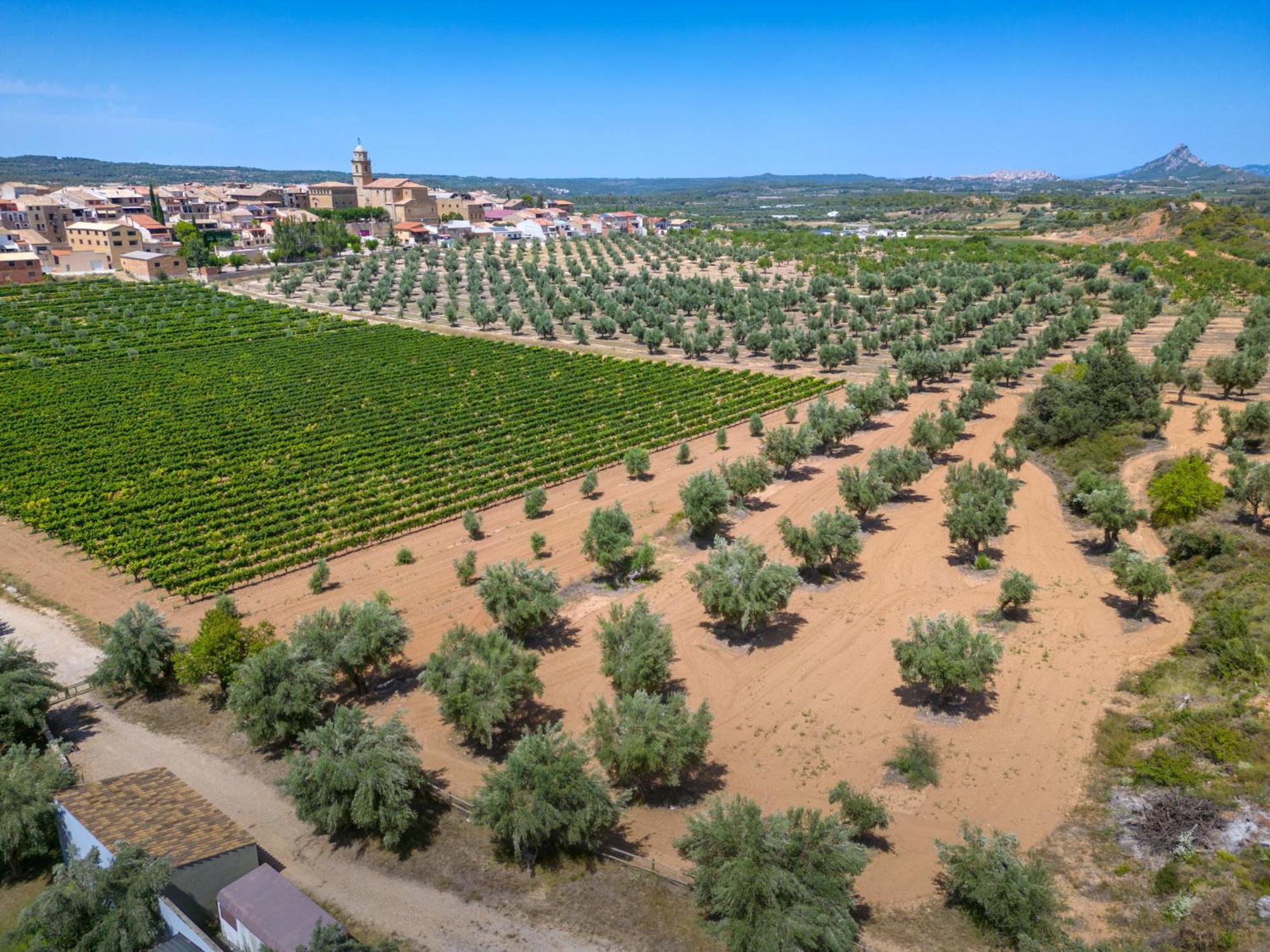 Hotel & Resort Vilar Rural D'Arnes By Serhs Hotels Sant Carlos de la Ràpita Zewnętrze zdjęcie